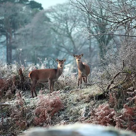 ゲストハウス Lake Lodge Guesthouse キラーニー