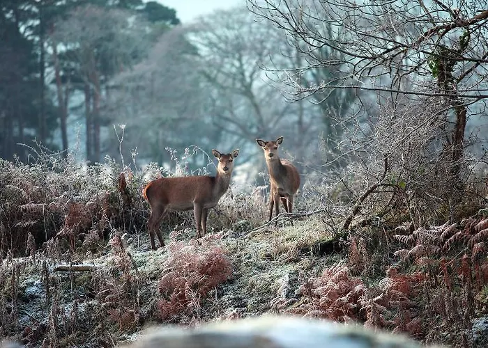 Vendégház Lake Lodge Guesthouse Cill Airne